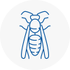 Westbury Wasp Nest Removal
